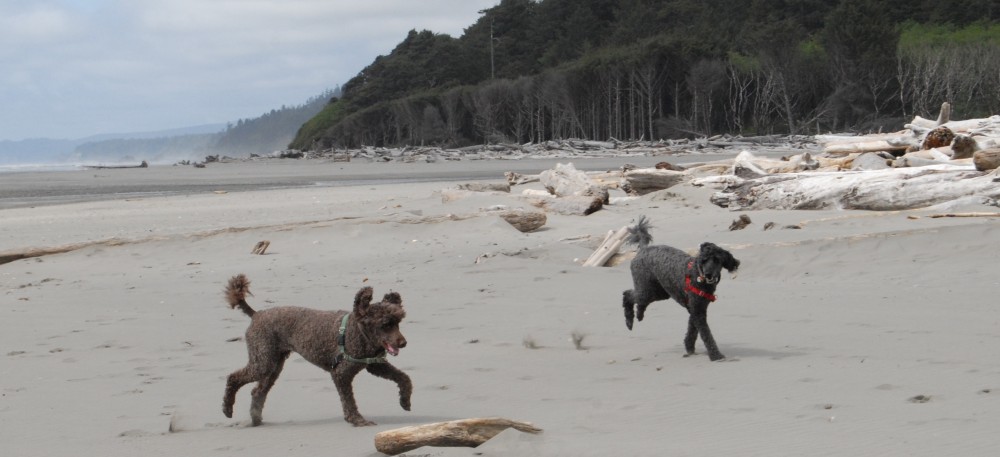 Kitsap Home Pet Care